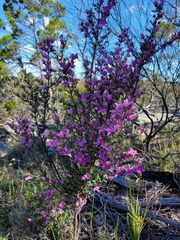 Boronia granitica