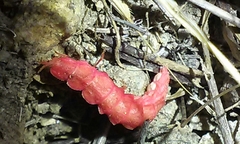 Microphotus angustus