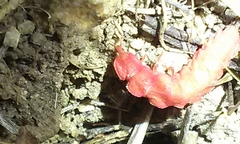 Microphotus angustus