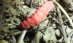 Microphotus angustus