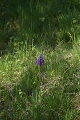 Orchis militaris