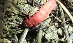 Microphotus angustus