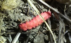 Microphotus angustus