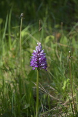 Orchis militaris