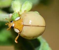 Paraneda viridescens