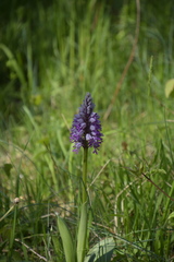 Orchis militaris