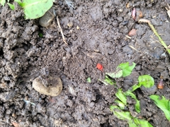 Trombidium holosericeum