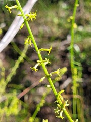 Stackhousia viminea