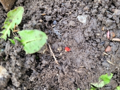 Trombidium holosericeum