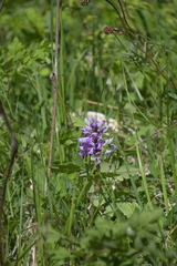 Orchis militaris