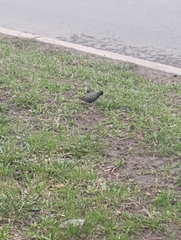 Sturnus vulgaris