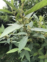 Callicarpa tikusikensis