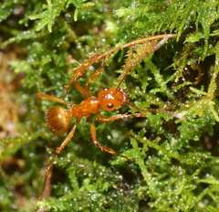 Notoncus spinisquamis