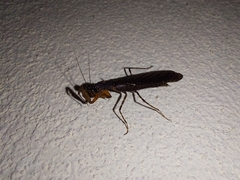 Pseudomiopteryx infuscata