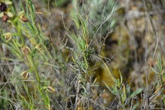 Bupleurum fruticescens