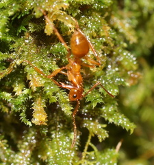 Notoncus spinisquamis