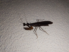 Pseudomiopteryx infuscata