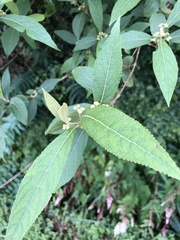 Callicarpa tikusikensis