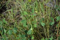 Melilotus neapolitanus
