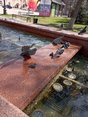 Columba livia domestica