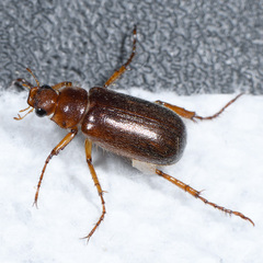 Dichelonychini