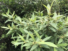 Callicarpa tikusikensis