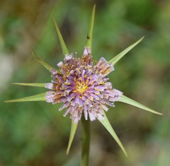 Tragopogon porrifolius porrifolius
