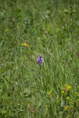 Orchis militaris