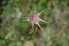 Tragopogon porrifolius porrifolius