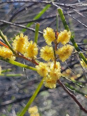 Acacia granitica