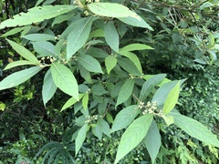 Callicarpa tikusikensis
