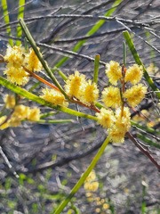Acacia granitica