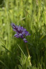 Orchis militaris