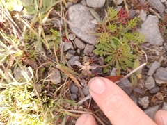Pseudognaphalium ephemerum