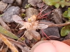 Pseudognaphalium ephemerum