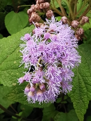 Aristeguietia lamiifolia