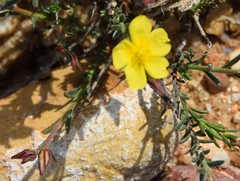 Fumana procumbens