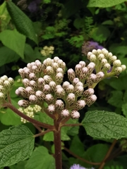 Aristeguietia lamiifolia