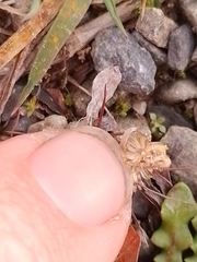 Pseudognaphalium ephemerum