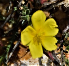 Fumana procumbens