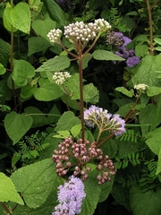 Aristeguietia lamiifolia