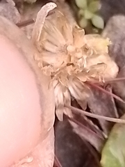 Pseudognaphalium ephemerum