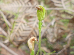Pterostylis clivosa