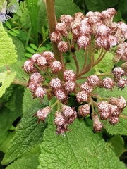 Aristeguietia lamiifolia