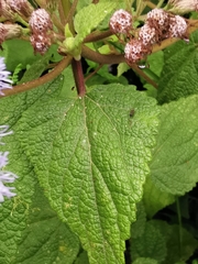 Aristeguietia lamiifolia