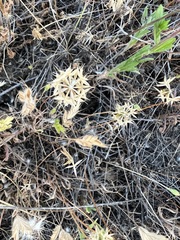Microseris douglasii platycarpha