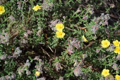 Helianthemum hirtum