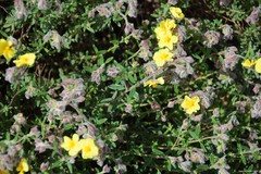 Helianthemum hirtum