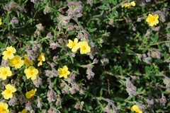 Helianthemum hirtum