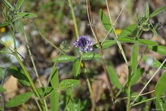 Bituminaria bituminosa